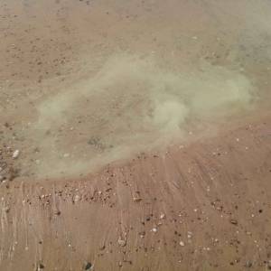 Le pollen de pin envahit l'Aquitaine